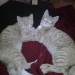BBMai2009_007