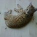 BBMai2009_012