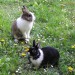 Hasi&Lotti_im_Garten