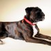 T)-Boxer-
