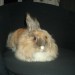 lynes 6